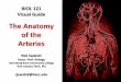 Blood Vessel Anatomy - A Visual Guide to the Arteries