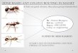 Zone based ant colony routing in manet by  kumar bharagava (comp.sc. engg)