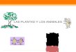 Plantas Y Animales