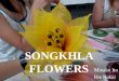 Songkhla Flowers