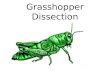Grasshopper alternative