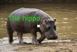 Pilar and carolina hipopotamo
