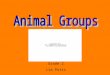 Animal Groups PPT