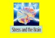 Stress And The Brain 1