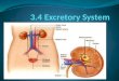 Unit b section  - 3.4 excretory system
