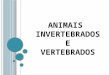 Animais invertebrdos e vertebrados
