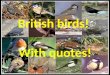 British birds and their songs