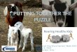 The Puzzle Pieces to Healthy Kids - Sheep Day