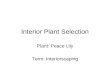 1 4 Interior Plant Selection