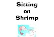 Sitting on Shrimp