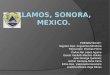 Alamos, sonora, mexico_(ingles)