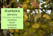 Avelaira (Corylus avellana)