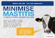 Mastitis in dairy cows and how it affects lifetime productivity