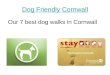 7 dog friendly spots in cornwall