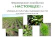 КФХ «Настоящее!» - выращивание овощей по органик-технологии