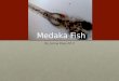 Medaka fish project 22
