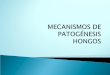 Mecanismos de patogenesis en hongos 2009