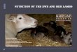 Nutrition Of The Ewe And Lamb