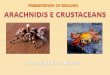 Crostacei and aracnidi by Pompignoli and Naldoni
