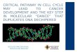 CELL CYCLE AND CANCER AND THE MOLECULAR “DANCE“ THAT DUPLICATES DNA