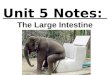 Anatomy unit 4 digestive and excretory systems large intestine and disorder notes