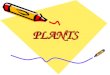 Science- Plants