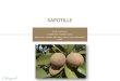 What is Sapodilla? What is Sapotille?