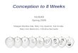 Conception To 8 Weeks
