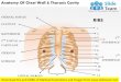 Anatomy of chest wall and thoracic cavity medical images for power point