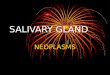 Salivary Gland  Neoplasms
