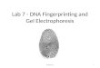 Lab 7   dna fingerprinting and gel electrophoresis fall 2014