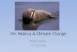 Walrus climate change