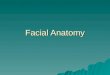 Facial anatomy