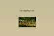Plats pt3  bryophytes