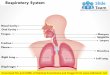 Respiratory system medical images for power point