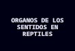 Organos de Los Sentidos Reptiles3