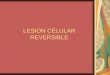 Lesion Celular Reversible
