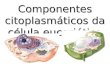 componentes citoplasmáticos