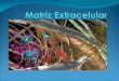 Matriz Extracelular-gpo17