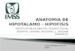 Anatomia de Hipotalamo Hipofisis y Nucleos cos