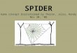 Concept Spider