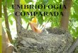 EMBRIOLOGIA COMPARADA - Biologia Do Desenvolvimento
