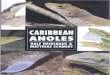 Caribbean Anoles