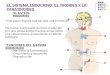 tiroides y paratiroides(3)