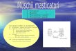 A6-Muschii Masticatori -Cursul 3