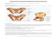 ap - Osteopatía dinámica de pubis