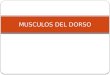 20.) Msculos del Dorso - Prof. Pedro Bol­var