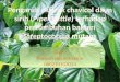 Pengaruh ektrak chavicol daun sirih terhadap pertumbuhan bakteri