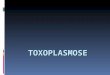 Aula Toxoplasmose