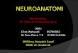 Neuroanatomi by Ricca n Maz Ncit